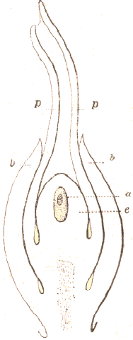 Ovule d'Ephedra.