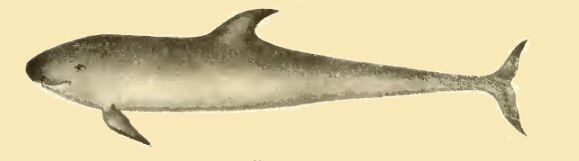 Fausse orque (Pseudorca Crassidens).