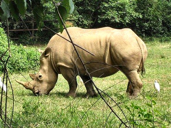 Rhinocéros de l'Ouganda.