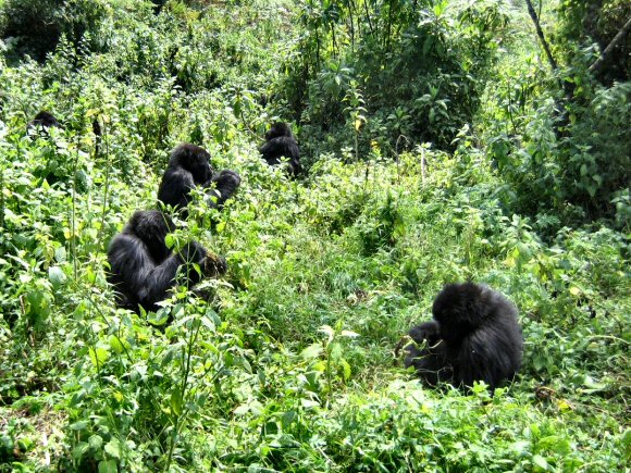 Groupe de Gorilles, au Rwanda.