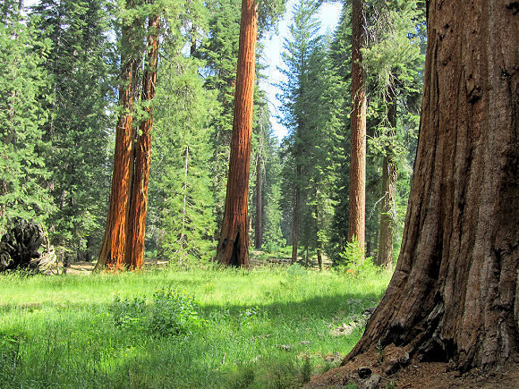 Forêt de Séquoias en Californie.
