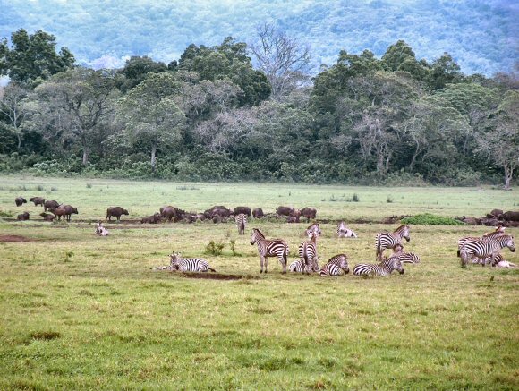 Tanzanie : le parc national d'Arusha (Zèbres, Buffles).