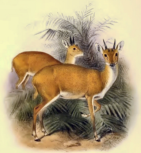 Antilope ttracre (Tetracerus quadricornis).