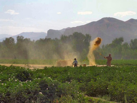 Vannage de céréales en Afghanistan.