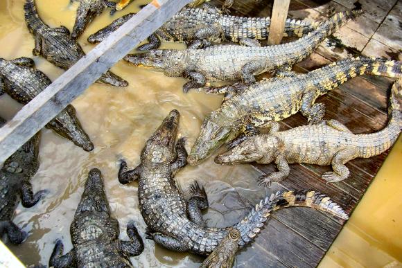 Cambodge : élevage de crocodiles.