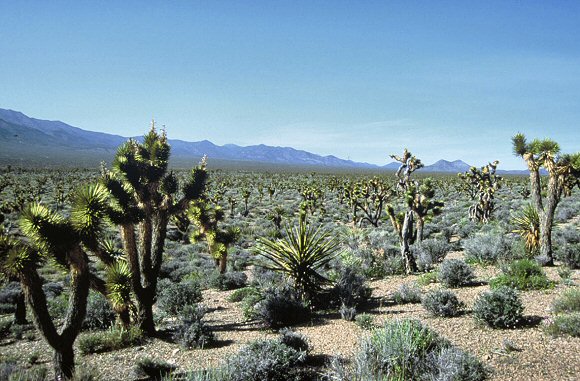Forêt de Yuccas.