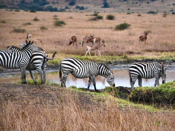 Kenya : zèbres et antilopes.