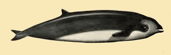 Baleine à bec (Ziphius).