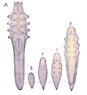 Acariens : Demodex follicularum.