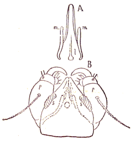Acarien: Cheyletus parasitivorax.