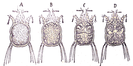 Acarien : Psoroptes longirostris.