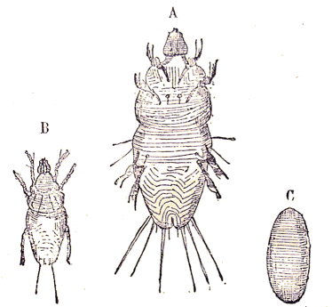 Acarien : Pterolichus rostratus.