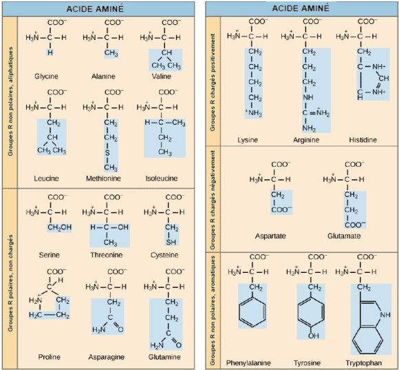 Exemples d'acides aminés.