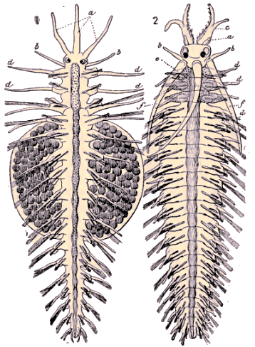 Autolycus prolifer (mâle et femelle).