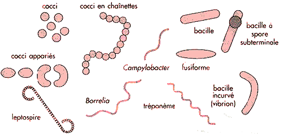 Exemples de formes de bactéries.
