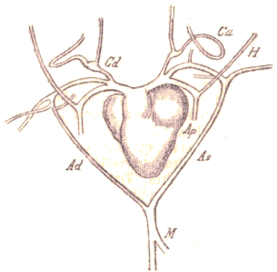 Coeur et vaisseaux sanguins d'une grenouille.