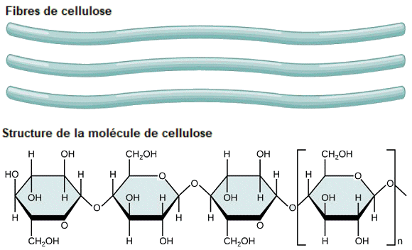 Cellulose.