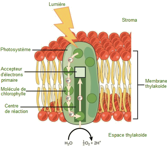 Absorption de la lumire par une molcule de chlorophylle.