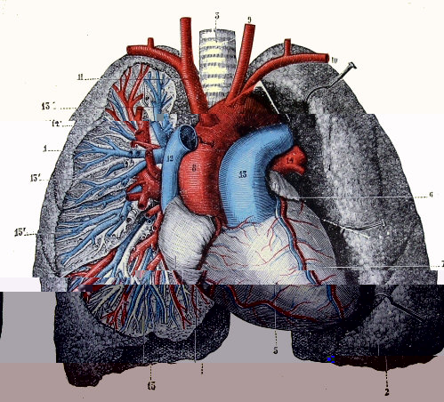 Le coeur et les poumons.