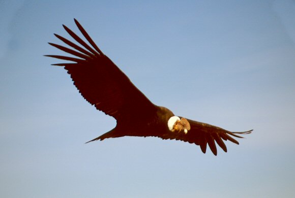 Condor des Andes en vol