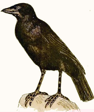 Corneille noire (Corb).