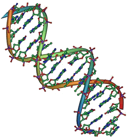 Double hélice de l'ADN.