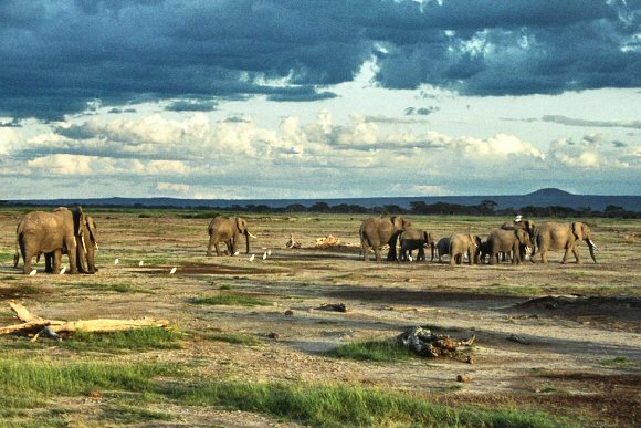 Eléphants du Kenya (Amboseli)