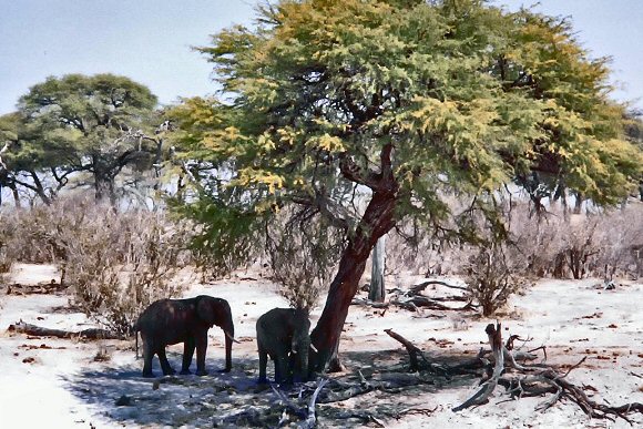 Eléphants du Botswana.