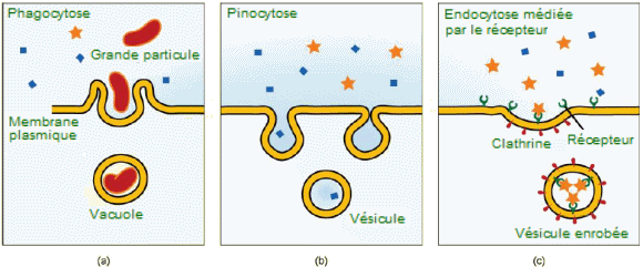 Variantes de l'endocytose.
