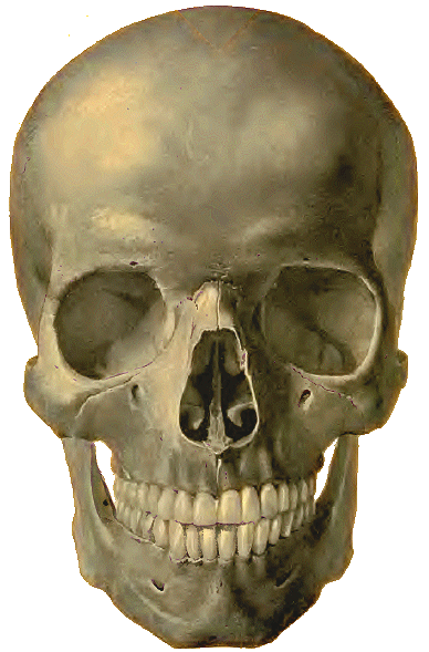 Squelette de la face.