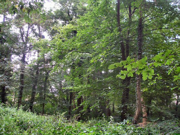 Forêt de feuillus.
