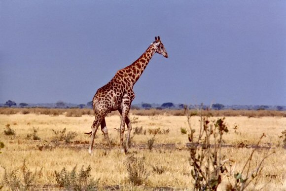 Girafe du Botswana.