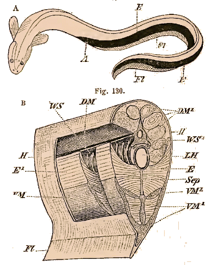 Gymnotus electricus (Gymnote).