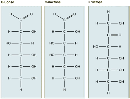 Hexoses : glucose, galactose, fructose.