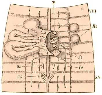 Organes génitaux du Lombric.