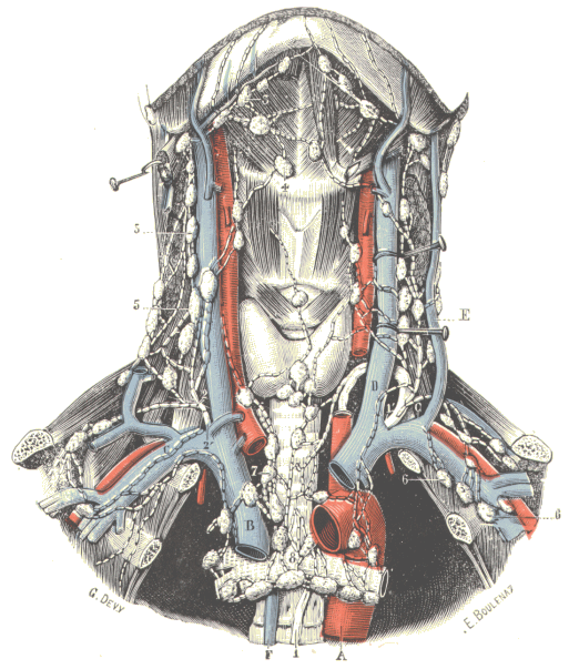 Ganglions et vaisseaux lymphatiques du cou.