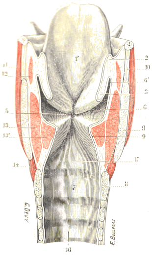 Larynx.