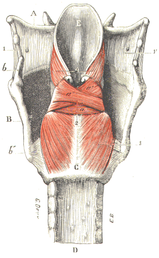Larynx.