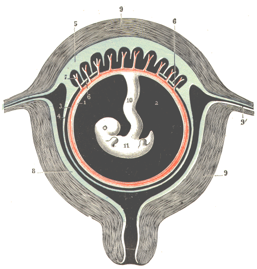 Embryon de mammifère.