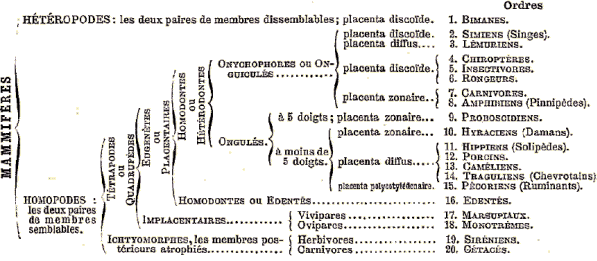 Classification des mammifères, par Milne-Edwards.