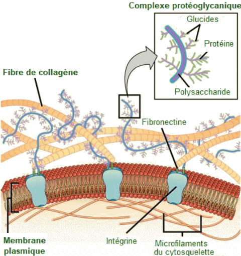 Matrice extracellulaire.
