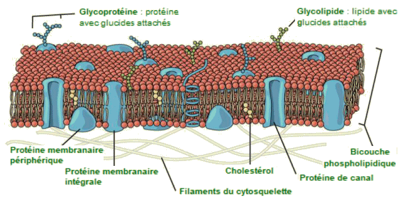 Modèle de la mosaïque fluide de la membrane plasmique.