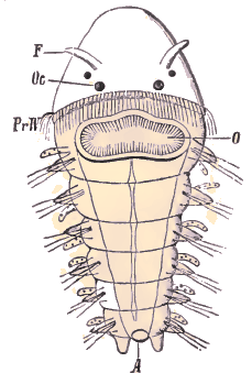 Embryon de Néreis.