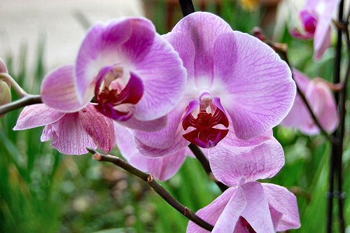 Orchidées.