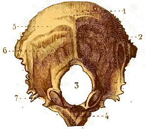 Occipital.