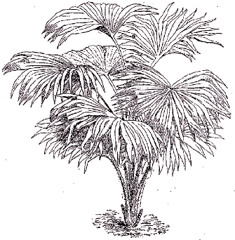 Palmier (Livistonia sinensis).
