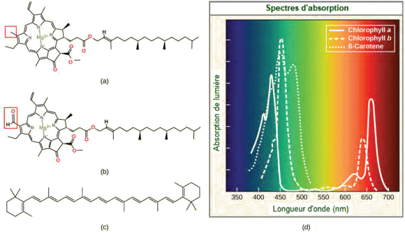 molcules de chlorophylle et de bta-carotne et spectre d'absorption.
