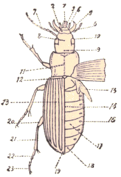 Coléoptère : Pterostichus melanarius.