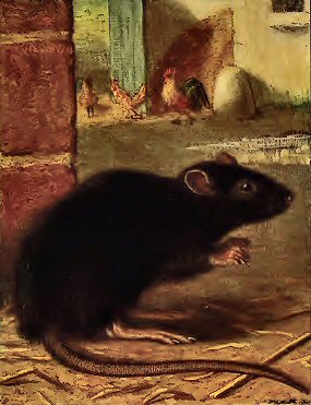 Rat noir.