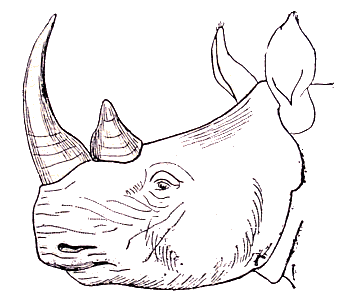 Rhinocéros blanc.